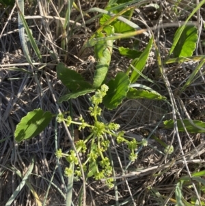 Hydrocotyle bonariensis at Broulee, NSW - 17 Apr 2023