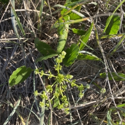 Hydrocotyle bonariensis (Pennywort) at Broulee Moruya Nature Observation Area - 17 Apr 2023 by Tapirlord