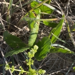 Hydrocotyle bonariensis at Broulee, NSW - 17 Apr 2023 03:36 PM