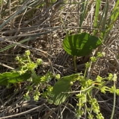 Hydrocotyle bonariensis at Broulee, NSW - 17 Apr 2023 03:36 PM