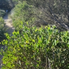 Acacia longifolia subsp. sophorae (Coast Wattle) at Broulee Moruya Nature Observation Area - 17 Apr 2023 by Tapirlord