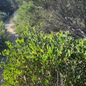 Acacia longifolia subsp. sophorae at Broulee, NSW - 17 Apr 2023