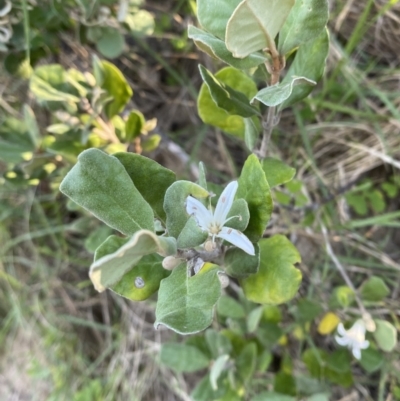 Correa alba var. alba (White Correa) at Batemans Marine Park - 17 Apr 2023 by Tapirlord