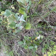 Correa alba var. alba at Broulee, NSW - 17 Apr 2023 03:34 PM