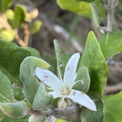 Correa alba var. alba at Broulee, NSW - 17 Apr 2023