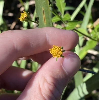 Bidens pilosa (Cobbler's Pegs, Farmer's Friend) at Broulee, NSW - 17 Apr 2023 by Tapirlord