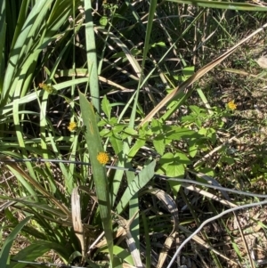 Bidens pilosa at Broulee, NSW - 17 Apr 2023 03:34 PM