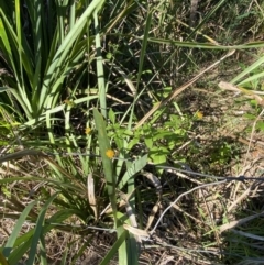 Bidens pilosa at Broulee, NSW - 17 Apr 2023 03:34 PM