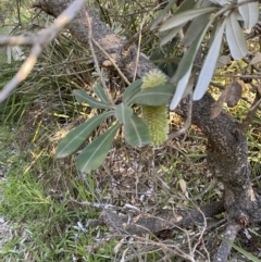 Banksia integrifolia subsp. integrifolia (Coast Banksia) at Broulee, NSW - 17 Apr 2023 by Tapirlord