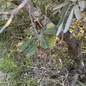 Banksia integrifolia subsp. integrifolia at Broulee, NSW - 17 Apr 2023 03:33 PM