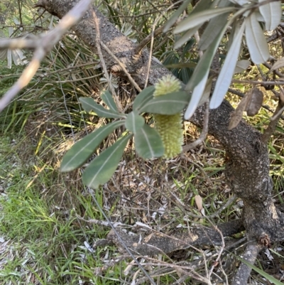 Banksia integrifolia subsp. integrifolia (Coast Banksia) at Broulee Moruya Nature Observation Area - 17 Apr 2023 by Tapirlord