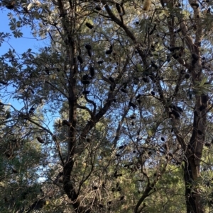 Banksia integrifolia subsp. integrifolia at Broulee, NSW - 17 Apr 2023