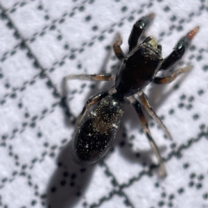 Rhombonotus gracilis at Bruce, ACT - 23 May 2023