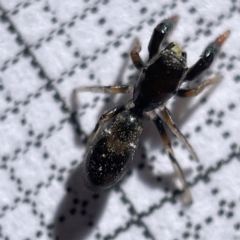 Rhombonotus gracilis (Graceful Ant Mimic) at Bruce, ACT - 23 May 2023 by Hejor1