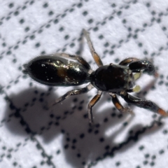 Rhombonotus gracilis at Bruce, ACT - 23 May 2023