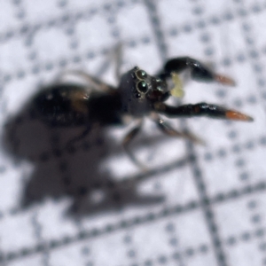 Rhombonotus gracilis at Bruce, ACT - 23 May 2023