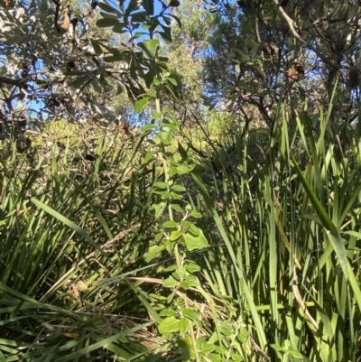 Rhagodia candolleana subsp. candolleana (Seaberry Saltbush) at Broulee Moruya Nature Observation Area - 17 Apr 2023 by Tapirlord