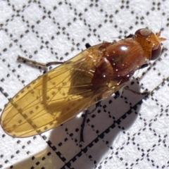 Lauxaniidae (family) (Unidentified lauxaniid fly) at Bruce Ridge to Gossan Hill - 23 May 2023 by Hejor1