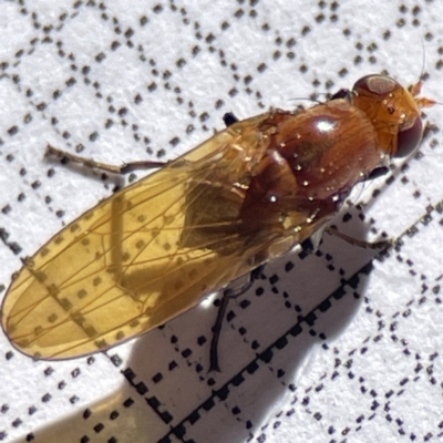 Lauxaniidae (family) (Unidentified lauxaniid fly) at Bruce Ridge to Gossan Hill - 23 May 2023 by Hejor1