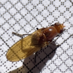 Lauxaniidae (family) at Bruce, ACT - 23 May 2023