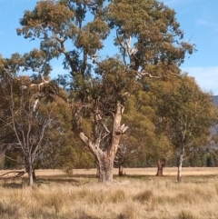 Eucalyptus melliodora (Yellow Box) at Banks, ACT - 25 May 2023 by MichaelBedingfield