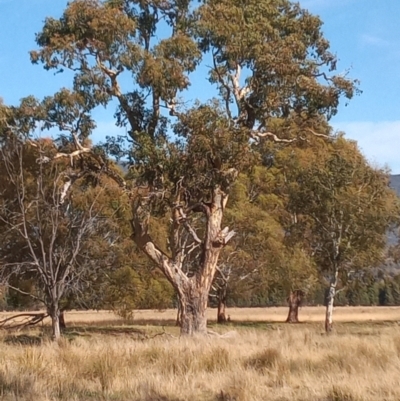 Eucalyptus melliodora (Yellow Box) at Banks, ACT - 25 May 2023 by michaelb