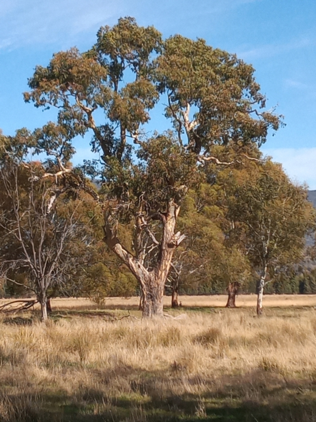 Eucalyptus melliodora at Banks, ACT - 25 May 2023