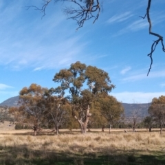 Eucalyptus melliodora at Banks, ACT - 25 May 2023