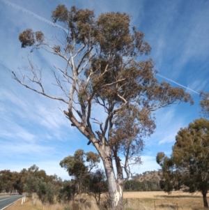 Eucalyptus blakelyi at Banks, ACT - 25 May 2023