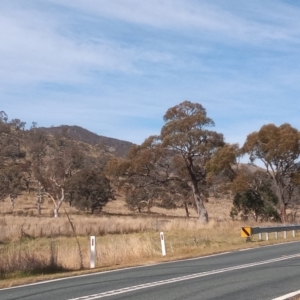 Eucalyptus blakelyi at Banks, ACT - 25 May 2023