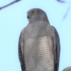 Accipiter cirrocephalus (Collared Sparrowhawk) at ANBG - 25 May 2023 by HelenCross