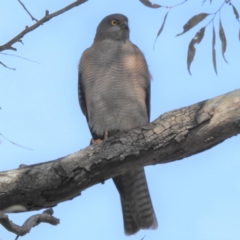 Tachyspiza cirrocephala at Acton, ACT - 25 May 2023