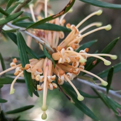 Grevillea sp. (Grevillea) at Weetangera, ACT - 25 May 2023 by CattleDog