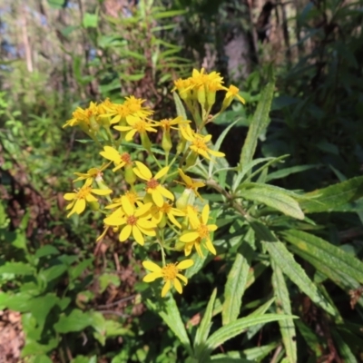 Senecio linearifolius var. denticulatus (Toothed Fireweed Groundsel) at Budawang, NSW - 24 May 2023 by MatthewFrawley