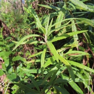 Senecio linearifolius var. denticulatus at Budawang, NSW - 24 May 2023