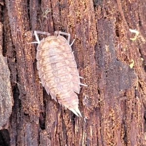 Philosciidae (family) at Lade Vale, NSW - 25 May 2023