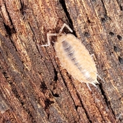 Philosciidae (family) at Lade Vale, NSW - 25 May 2023