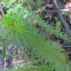 Stylidium laricifolium (Giant Triggerplant, Tree Triggerplant) at Budawang, NSW - 24 May 2023 by MatthewFrawley