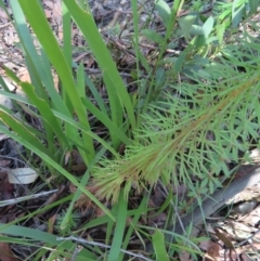 Stylidium laricifolium at Budawang, NSW - 24 May 2023