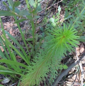 Stylidium laricifolium at Budawang, NSW - 24 May 2023