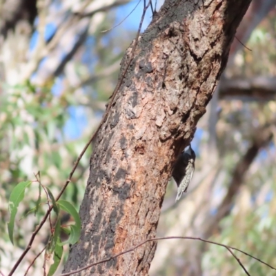 Cormobates leucophaea (White-throated Treecreeper) at QPRC LGA - 24 May 2023 by MatthewFrawley