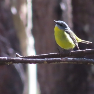 Eopsaltria australis (Eastern Yellow Robin) at QPRC LGA - 24 May 2023 by MatthewFrawley