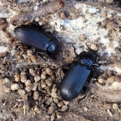 Meneristes australis (Darking beetle) at Lade Vale, NSW - 25 May 2023 by trevorpreston