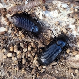 Meneristes australis at Lade Vale, NSW - 25 May 2023