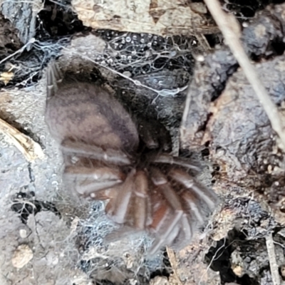 Paraembolides sp. (genus) (A Slender Funnel-web spider) at Manton, NSW - 25 May 2023 by trevorpreston