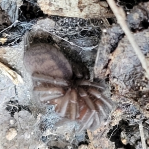 Paraembolides sp. (genus) at Manton, NSW - 25 May 2023
