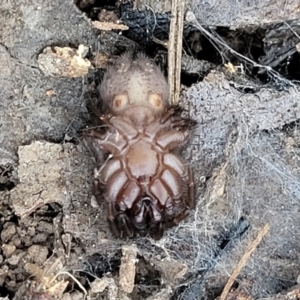 Paraembolides sp. (genus) at Manton, NSW - 25 May 2023 11:26 AM