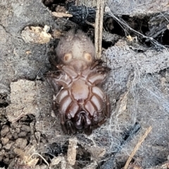 Paraembolides sp. (genus) at Manton, NSW - 25 May 2023