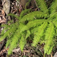 Sticherus lobatus (Spreading Fan Fern) at QPRC LGA - 24 May 2023 by MatthewFrawley