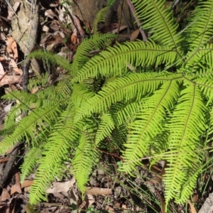 Sticherus lobatus at Budawang, NSW - suppressed